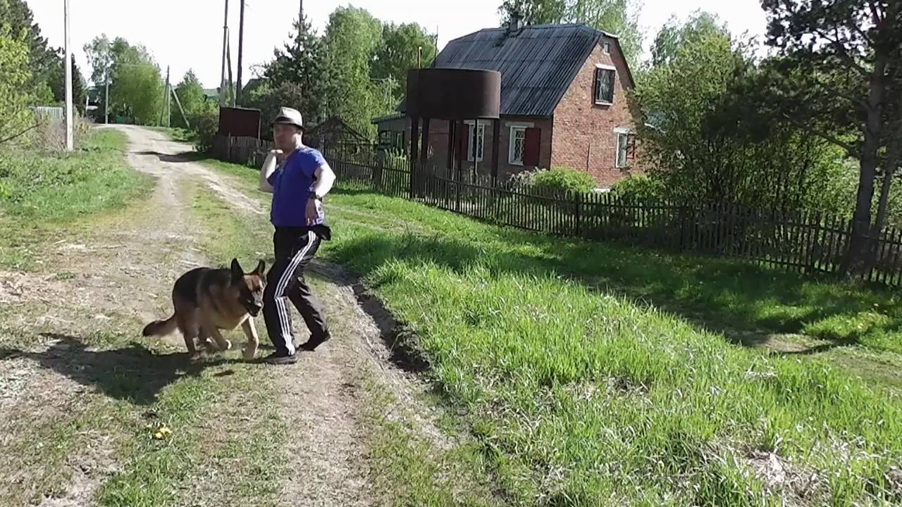 Как умотать собаку без нагрузки для себя. Или где Акбар?