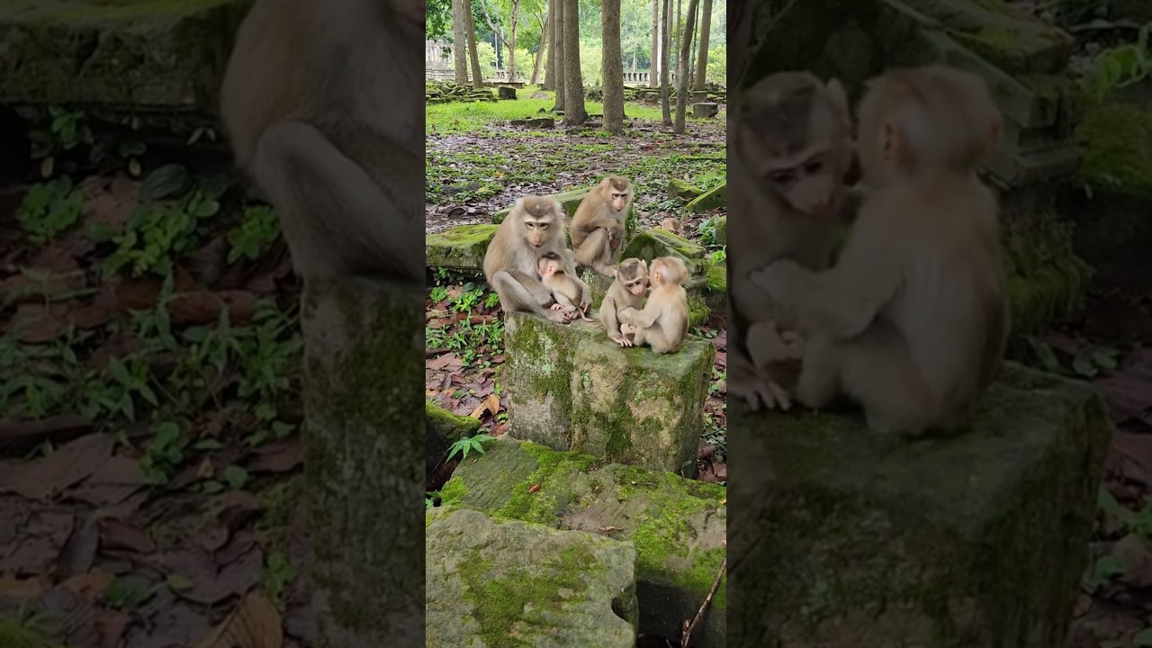 Adorable Wild Babies Monkeys Life