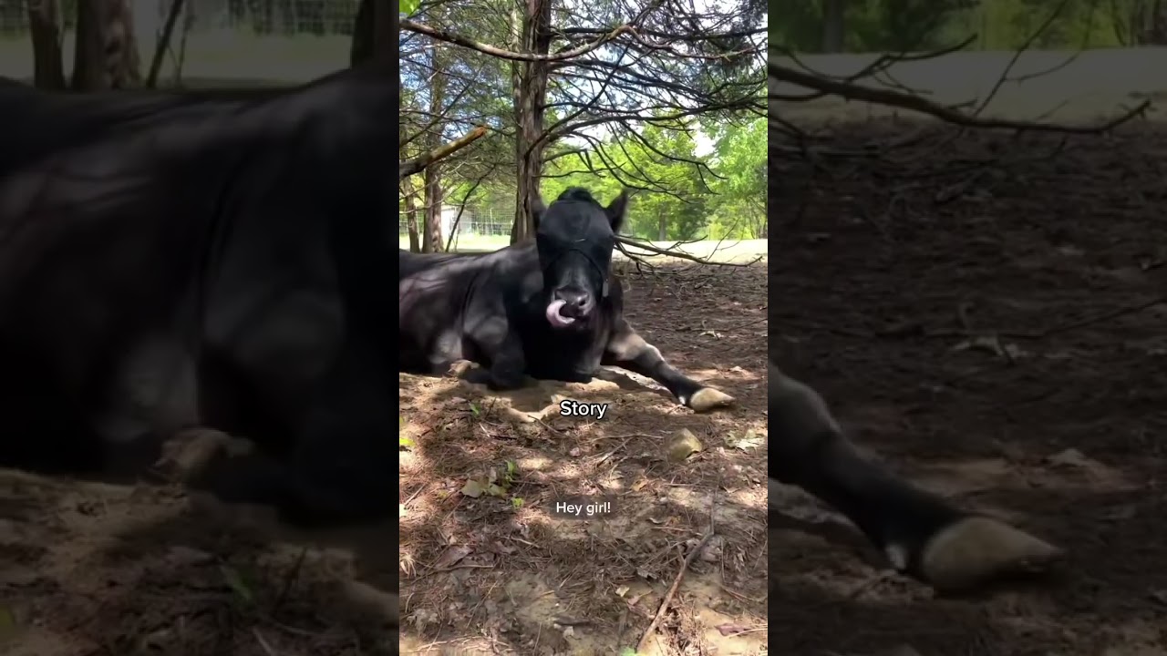 Calling Our Animals Names To See If They React (part 3)