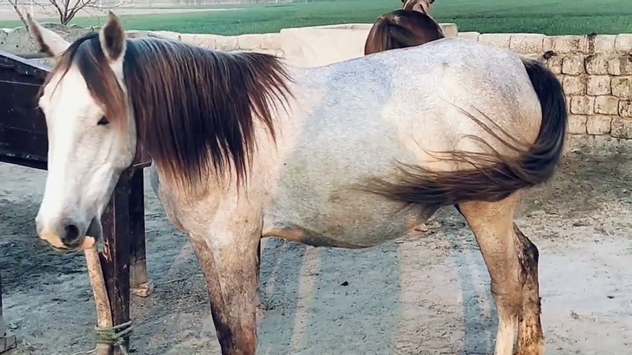 Horse Ready for  Female  Horse  with breeding mood enjoying seen  meeting videos 