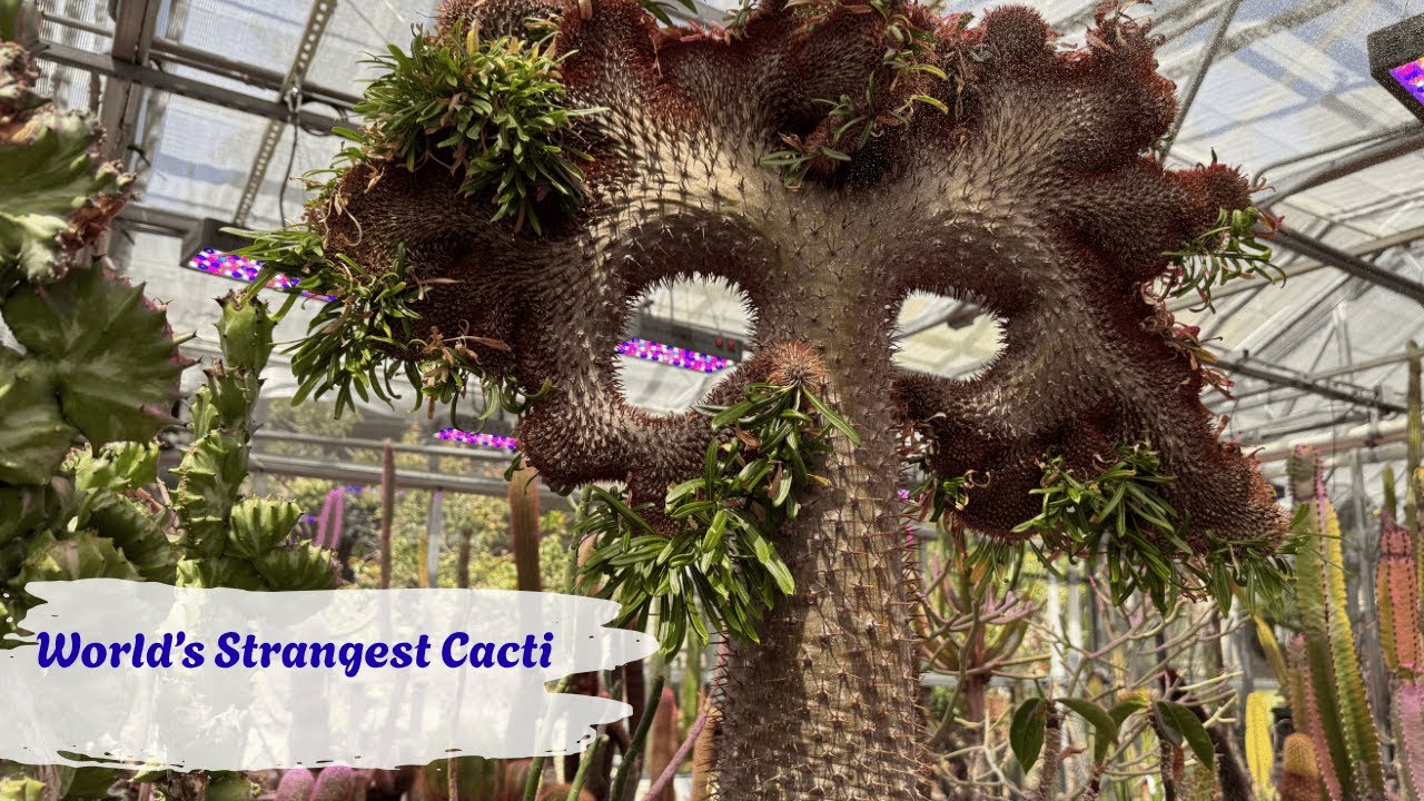 Weirdest, Rarest, and Most Fascinating Cactus Around the World