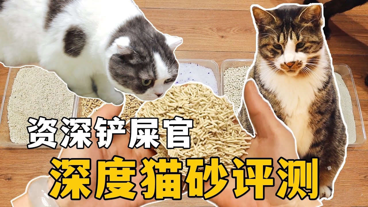 新手铲屎官如何挑选猫砂？哪种性价比最高？资深铲屎官深度评测｜李喜猫