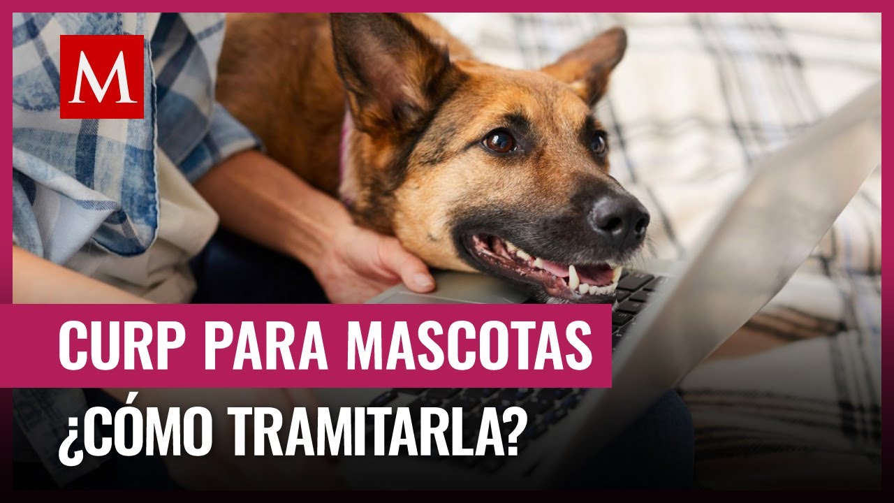 Trámite de CURP para mascotas: ¿Por qué es importante y cómo obtenerla?