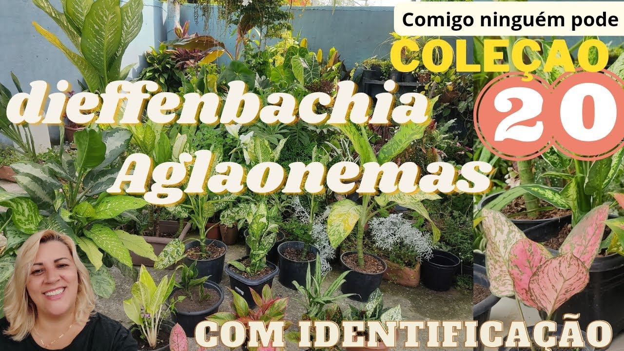 minha coleção Aglaonemas e dieffenbachia - comigo ninguém pode todas com identificação
