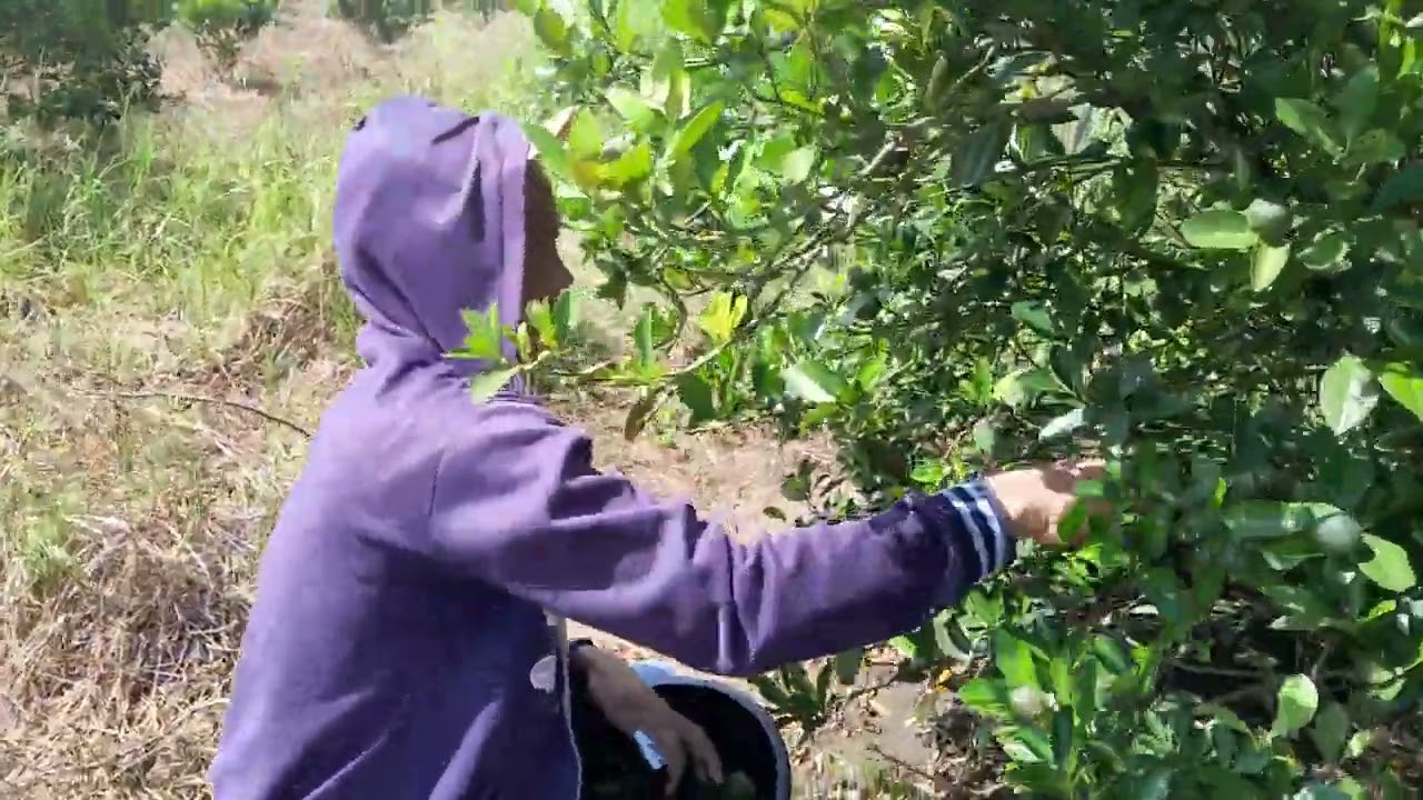 kalamansi 60 killo