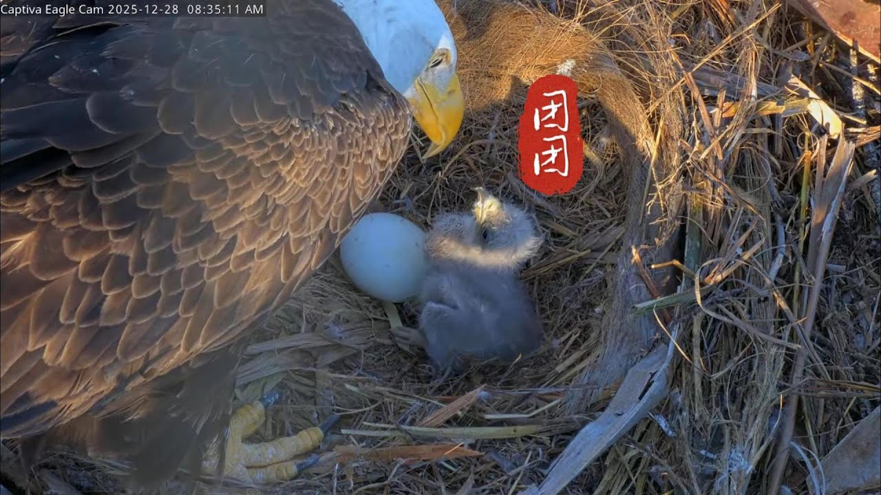 雕爸喂食显生疏，又见劈先生和劈夫人，腿女士今何在？