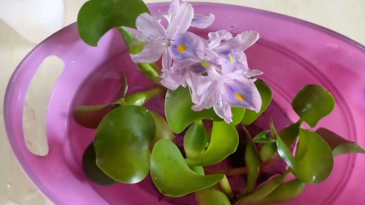 Eichhornia Crassipes COMO CUIDAR Y REPRODUCIR EL PATITO DE AGUA JACINTO DE AGUA,PLANTA FLOTANTE🦆