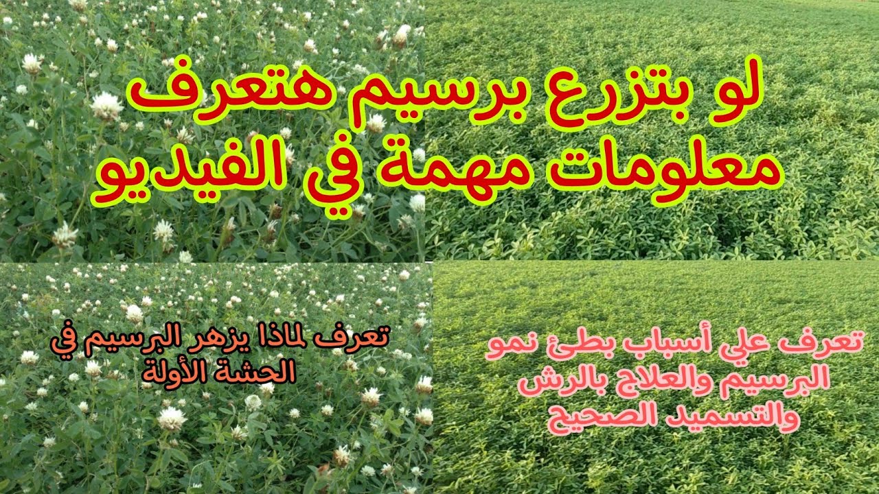 زراعة البرسيم وتوضيح ملاحظات علمية ومعاملات تؤثر علي إنتاج وجودة البرسيم