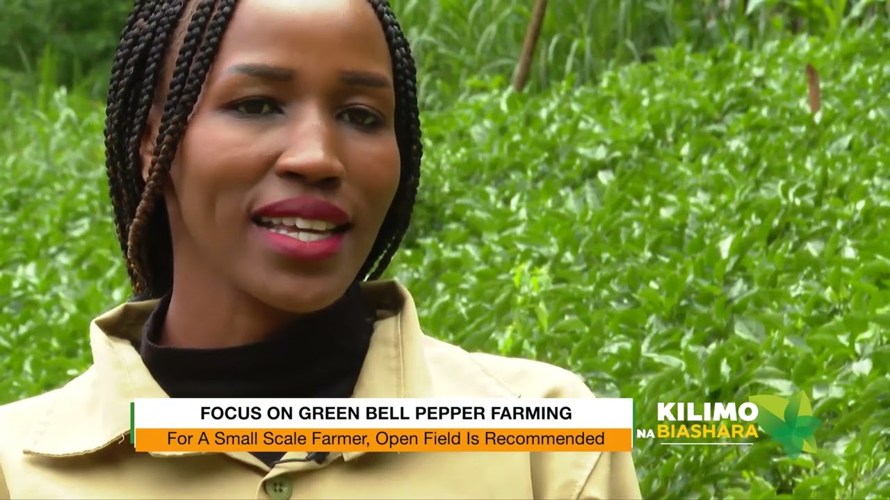 Focus on Green Bell Pepper Farming  Kilimo na Biashara