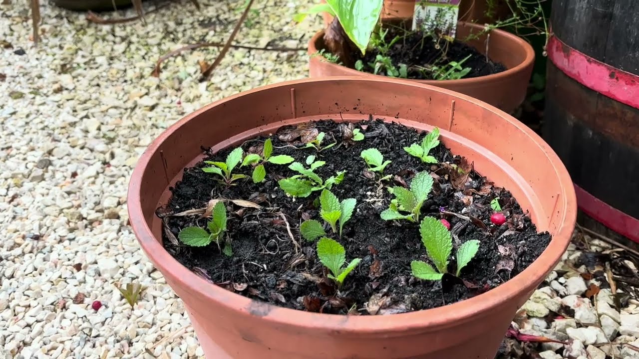 Ernyős verbena, a nagy túlélő kedvenc évelő ( ingyenes szaporítása) Verbena bonariensis