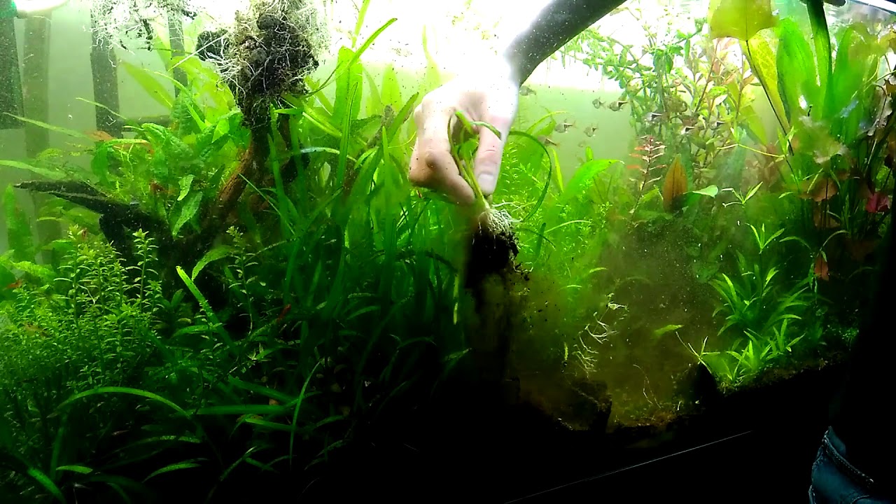 #16 Sagittaria subulata - Rośliny odc.1