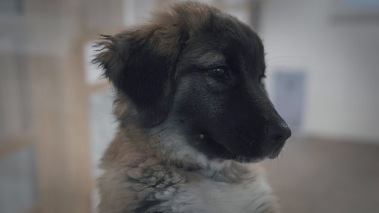 Auf ein Gl&auml;schen mit Tierheim Altenburg I Tiere suchen ein Zuhause