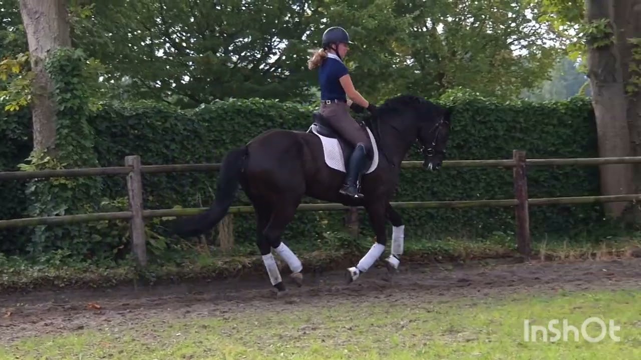 FOR SALE - Zardando x Citango - 2018 mare