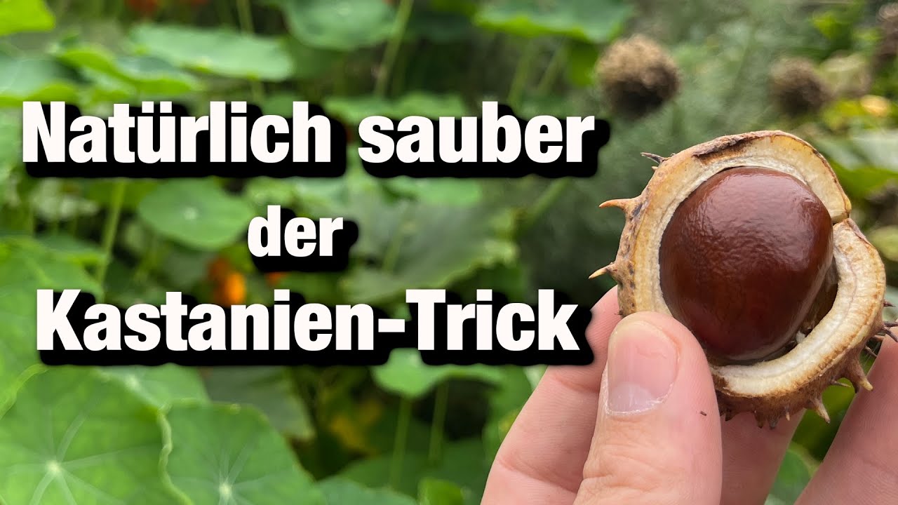 Kastanien verwerten, Natürliches Waschmittel ohne Zusätze herstellen,