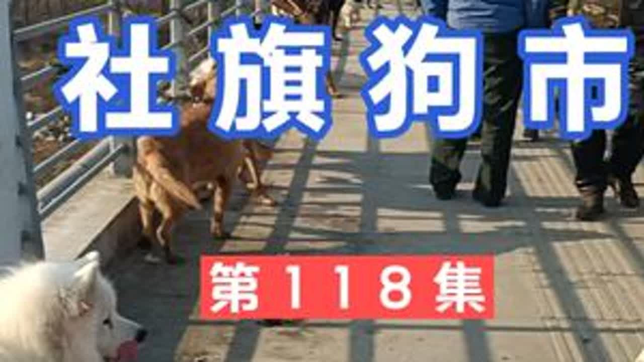 第118集 社旗狗市 这集有巨贵，雪纳瑞，圣伯纳，瑞士牧羊犬 第118集 社旗狗市 这集有巨贵，雪纳瑞，圣伯纳，瑞士牧羊犬#狗市 #萌宠推荐官 #狗狗 #现场实拍