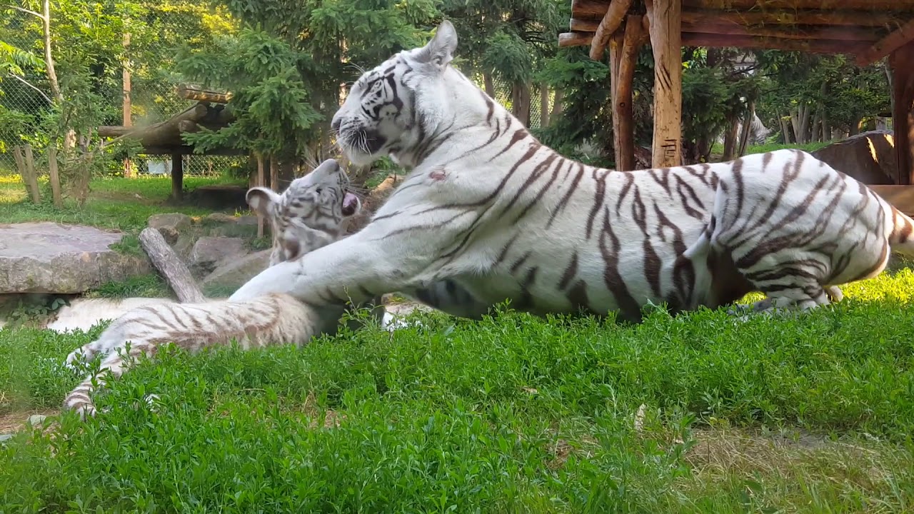 Life at the zoo | White tigress having her paws full raising her three cubs