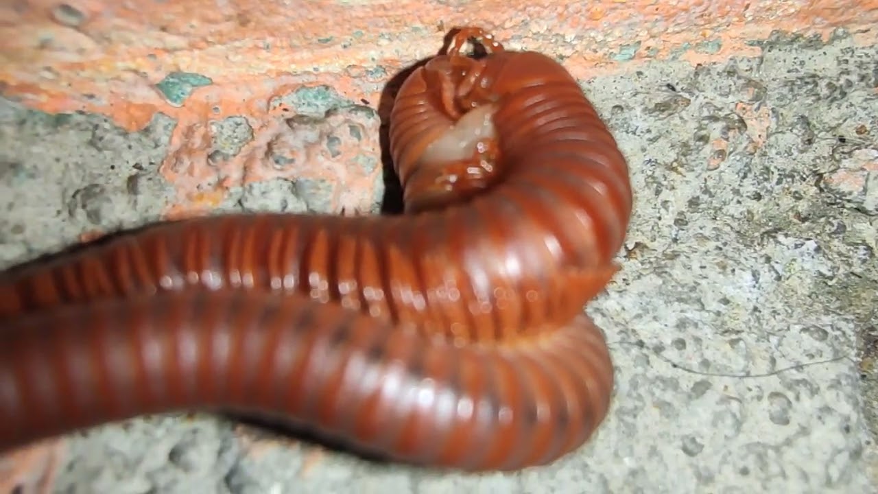 Mating Millipede