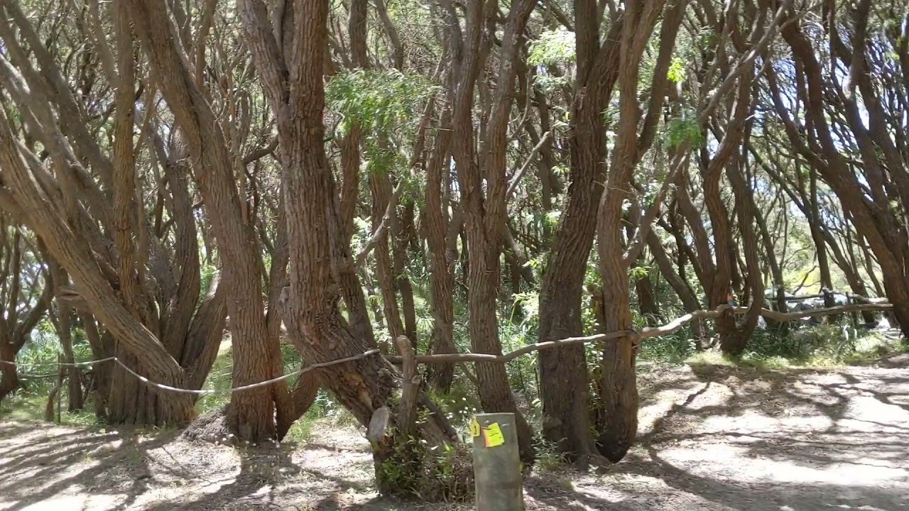 Parry Beach campground, Western Australia