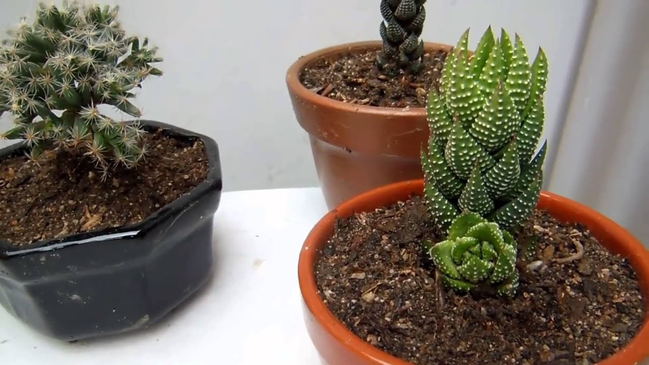 10 plantas crasas de colección