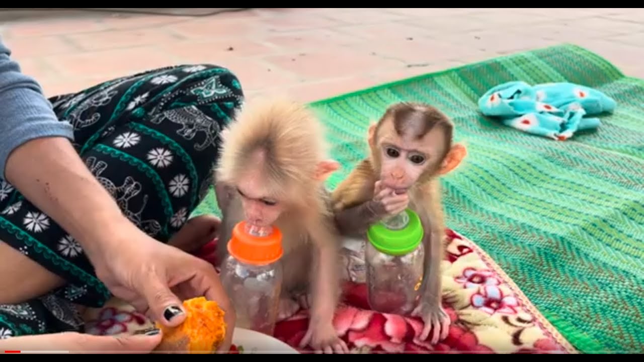 Baby monkey Miker #monkey #monkeybaby #monkeys #monkeyvideo #monkeydluffy #monkeylove #monkeyking