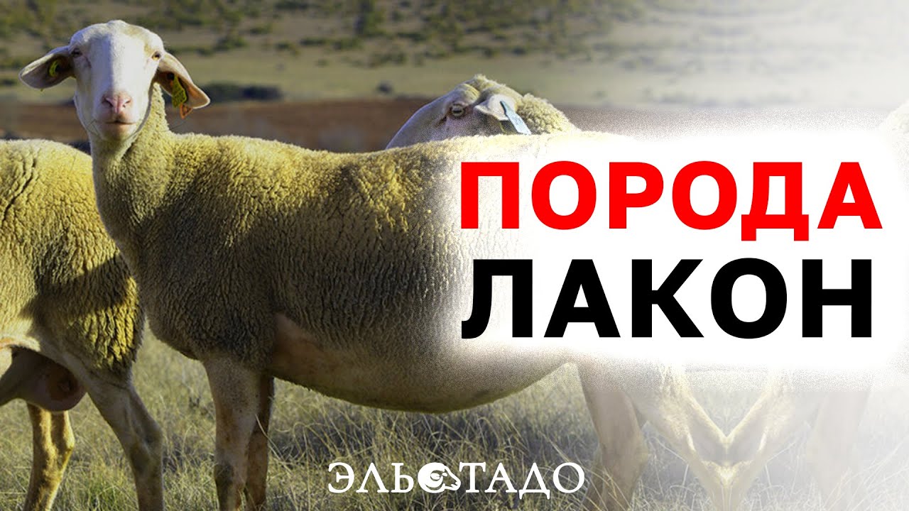 Порода овец и баранов Лакон на карантине! Прибыли 15.04.2023г. Принимаем заказы на скот!