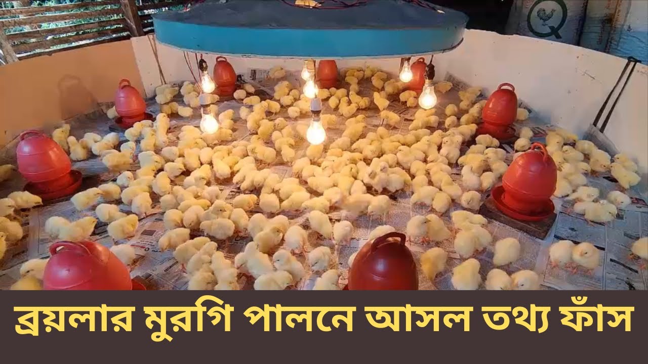ব্রয়লার মুরগি পালনে আসল তথ্য ফাঁস 2023 - polti murgi farm business 2023 - উদ্যোক্তার কথা