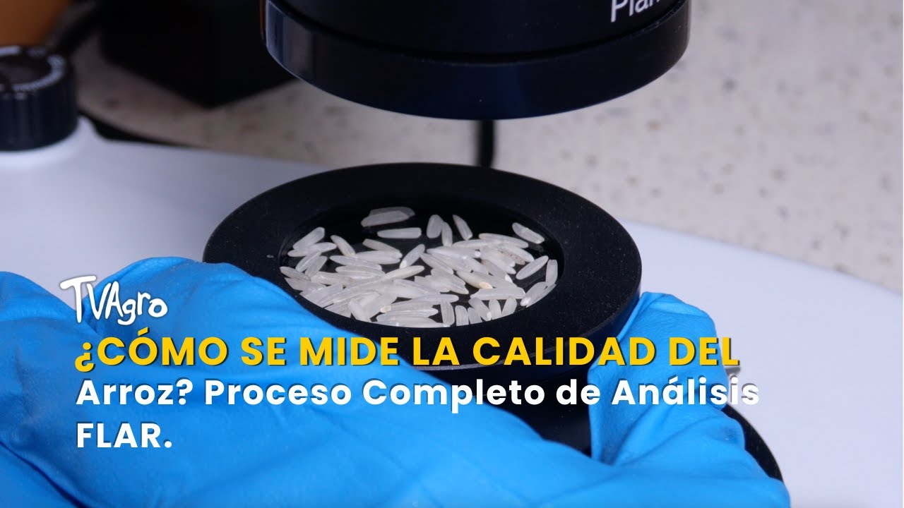 ¿Cómo se Mide la Calidad del Arroz? Proceso Completo de Análisis FLAR -TvAgro por Juan Gonzalo Angel