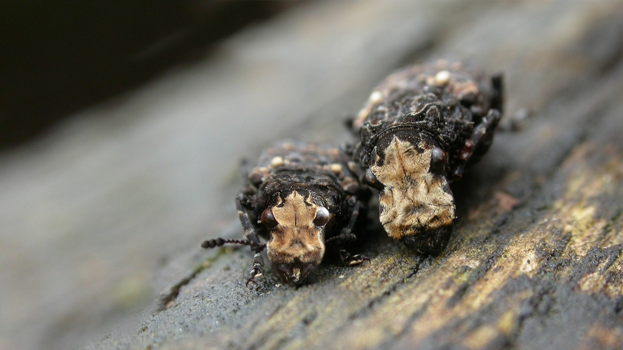 King Alfred and the Weevil