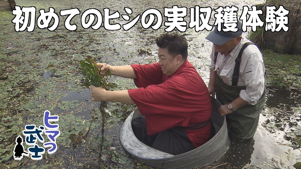 【大木町】ヒシの実収穫体験「ヒマつ武士」（2025年10月23日OA）