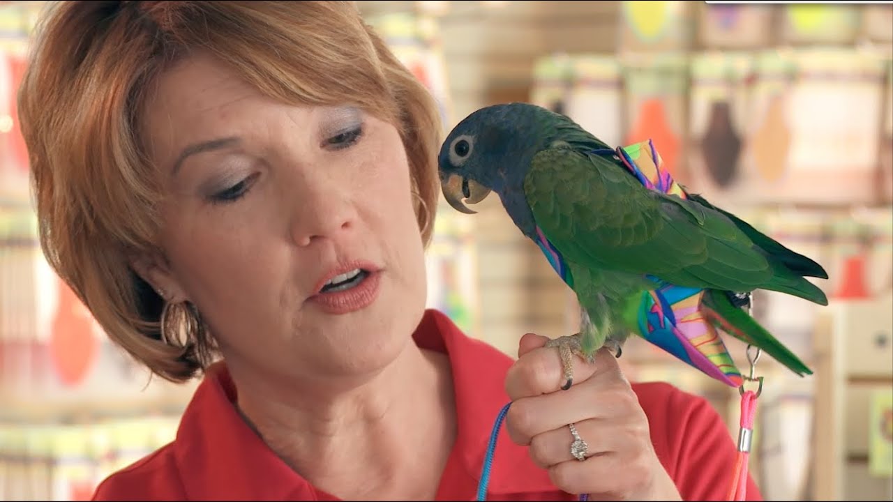 Your Bird Doesn't Wear a Diaper? - Avian Fashions, Multiview's Good Company