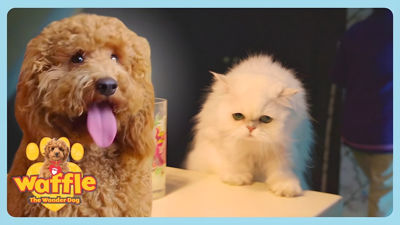 Helpful Doggy 😇 | Waffle The Wonder Dog Full Episodes | WildBrain Zigzag