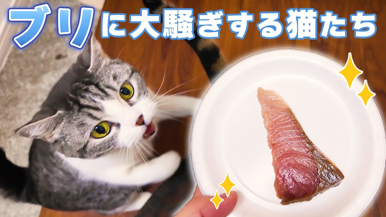 ブリを前に大興奮の猫たち【飼い主声あり】
