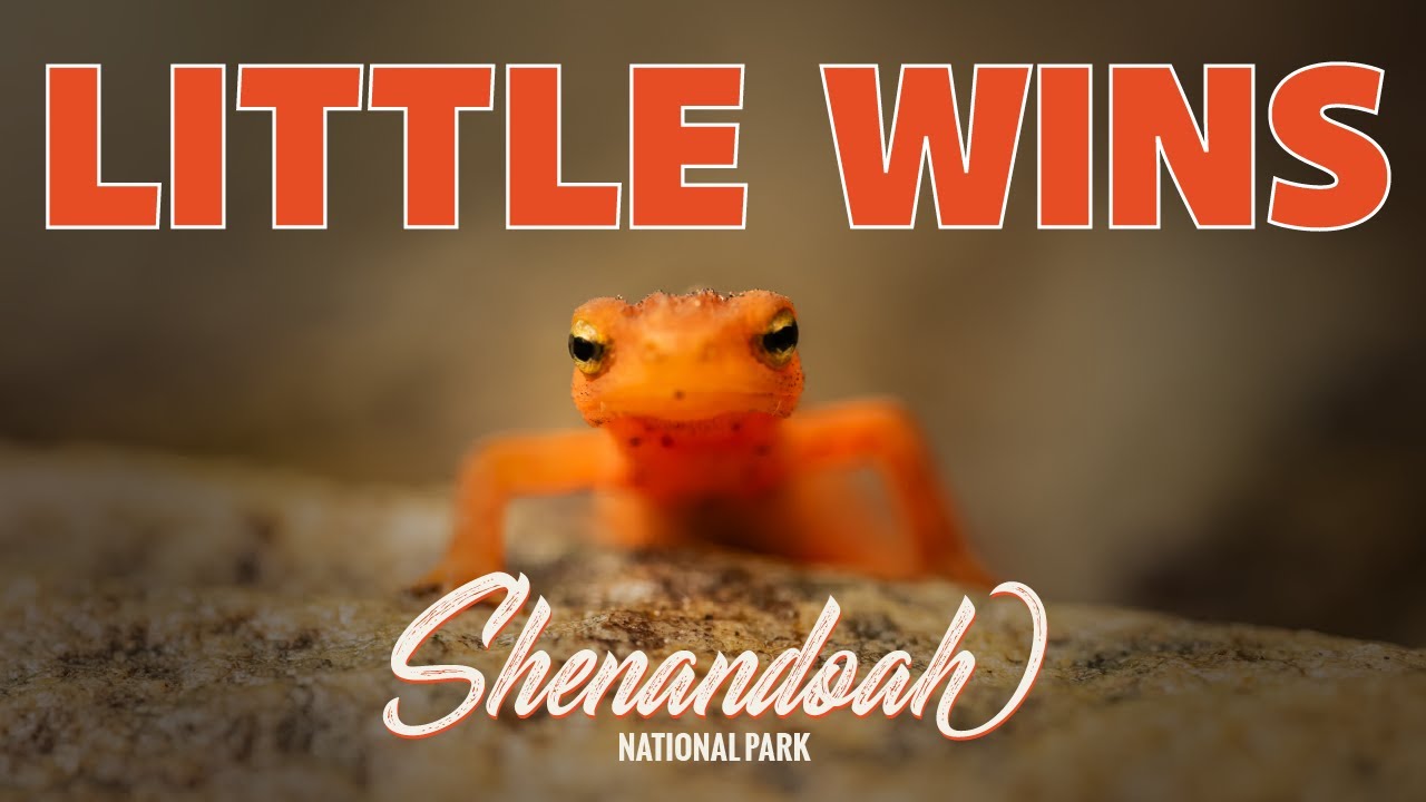Little Wins and Hitting 50% in Shenandoah