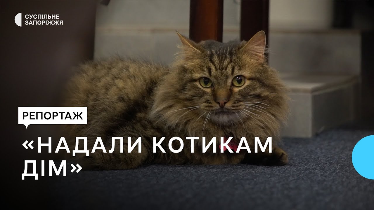 У Запоріжжі відкрили котокафе, в якому прихистили тварин з прифронтових територій