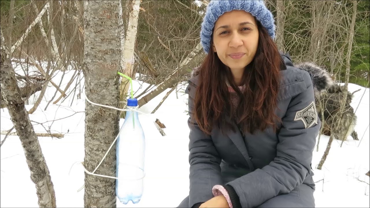 Como Extrair Suco de Maple/How to Extract Maple Sap