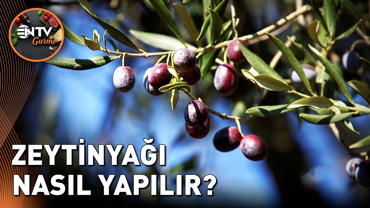 Hasat Edilen Zeytin Hangi Aşamalardan Geçerek Yağa Dönüşüyor? - Benim Şehrim