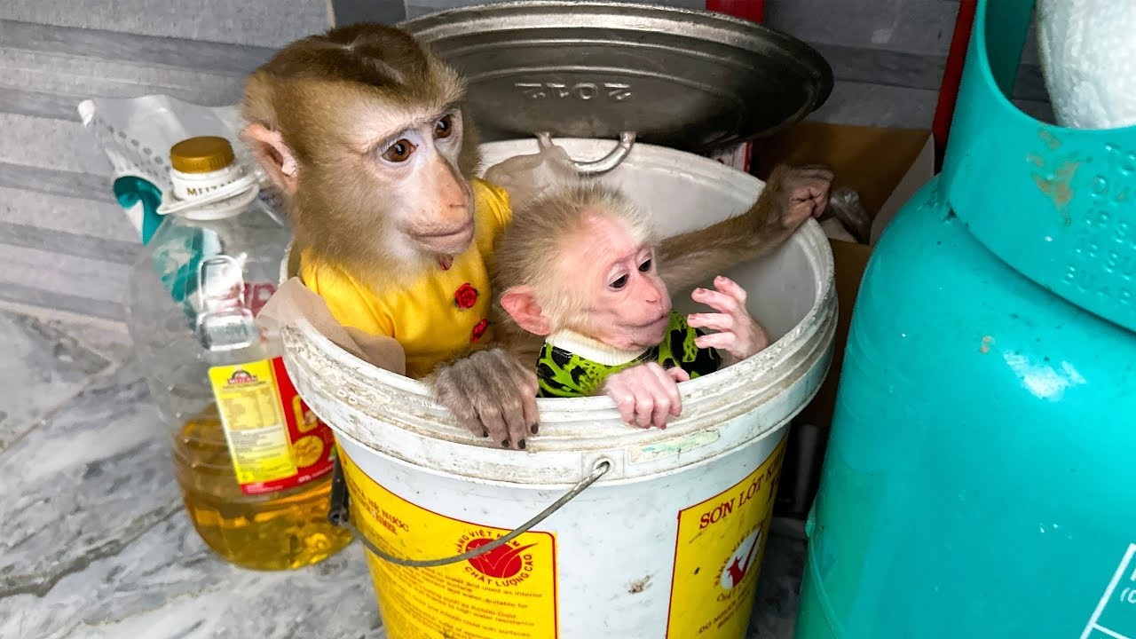Monkey Kaka and Monkey Mit are being mischievous in the rice bin.
