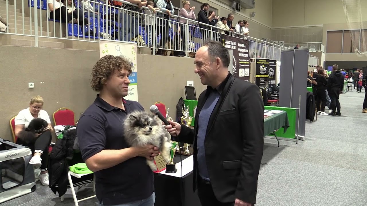 STANISZ DOG - hodowla ps&oacute;w rasowych Szpic miniaturowy Pomeranian
