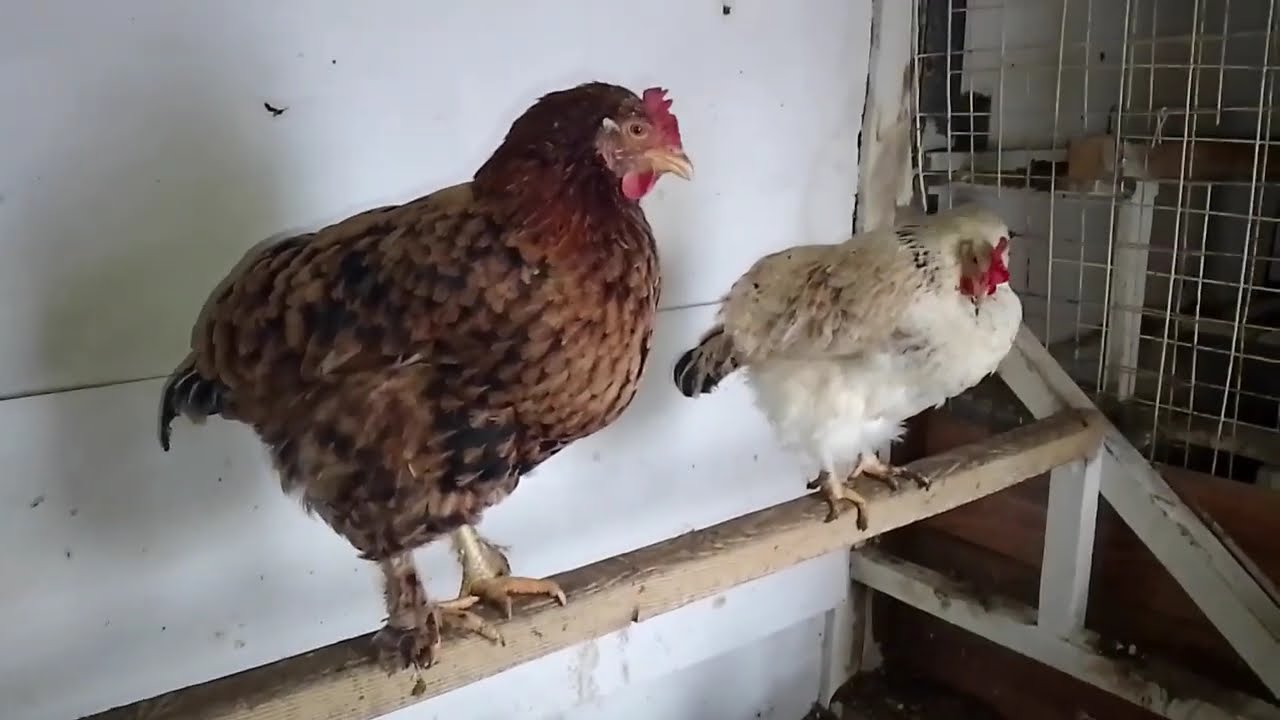 Як живемо у селі без світла ? Як несуться кури?
