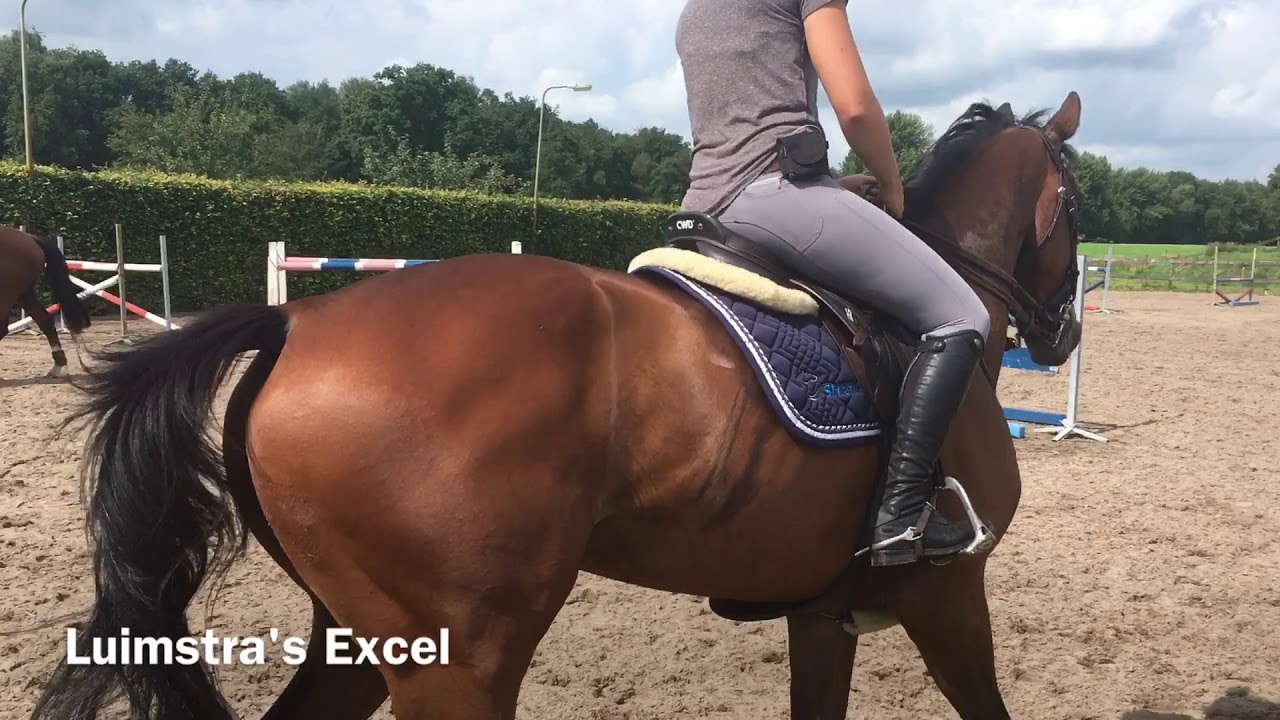 les van Albert Voorn - SH Sporthorses