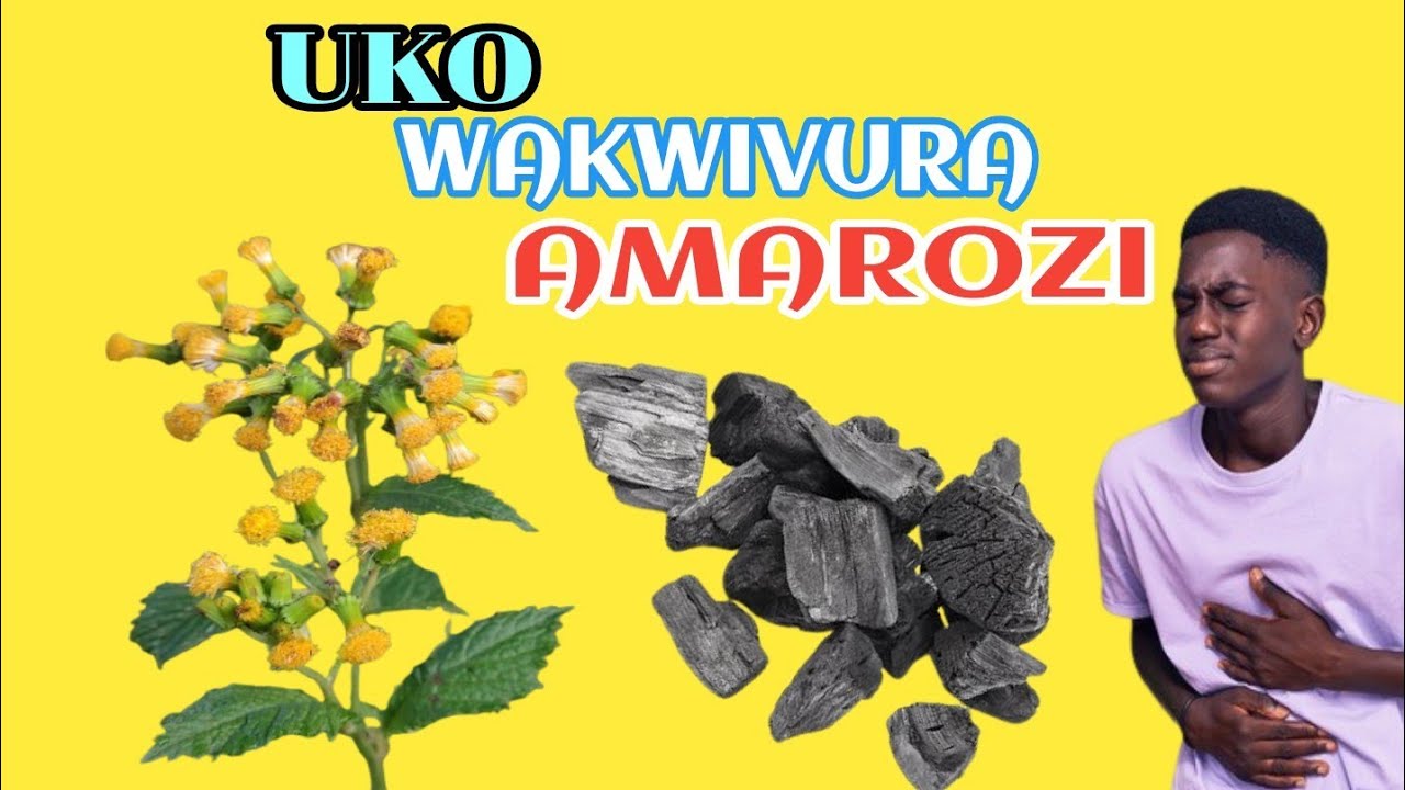UMUTI UVURA AMAROZI BURUNDU/ IBIMENYETSO, INAMA N'UBURYO BWO KUVURA UBUROZI.