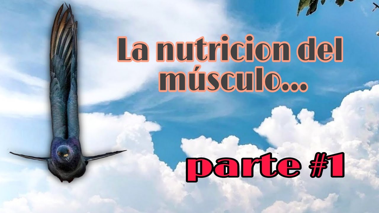 La nutrición del músculo de las palomas mensajeras parte #1