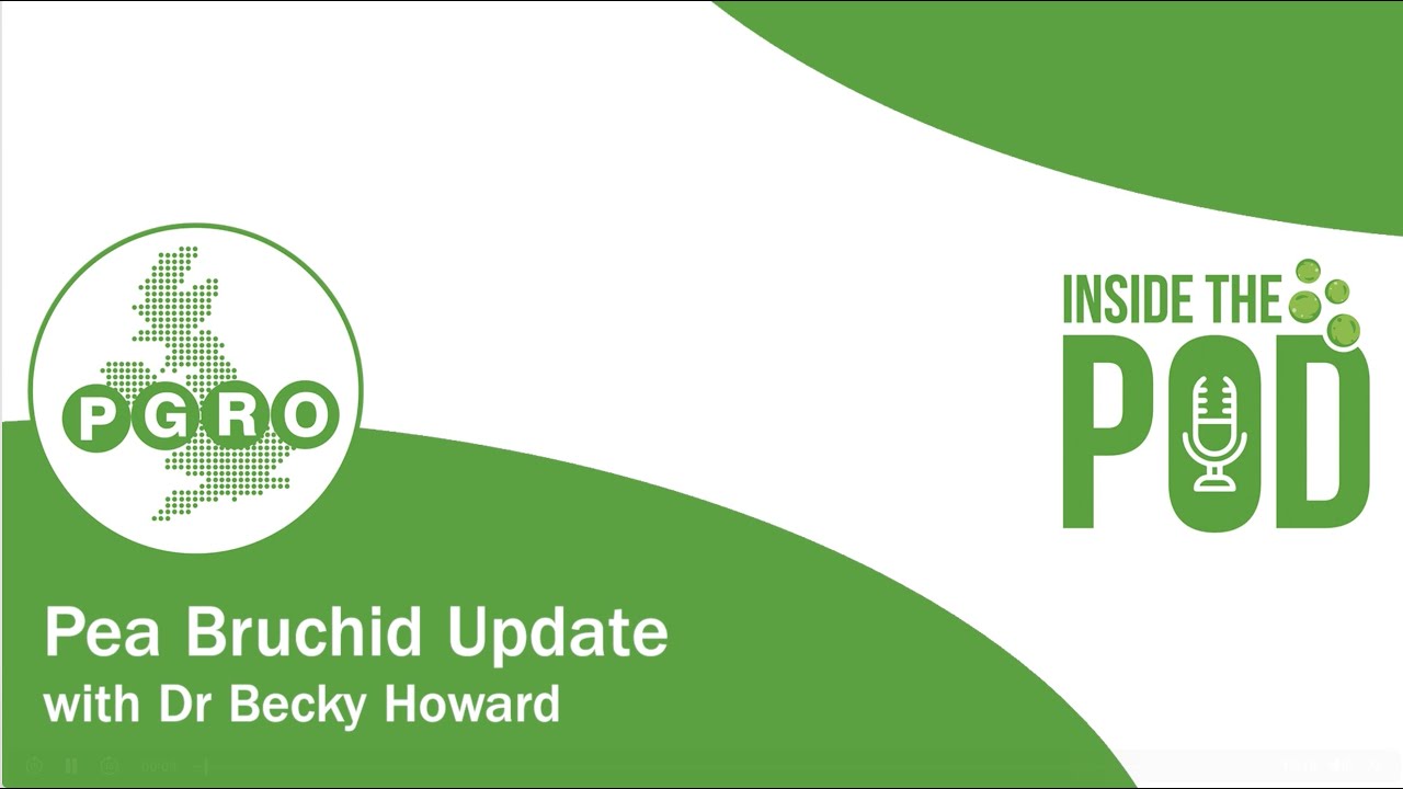 Inside the Pod - Pea Bruchid Update with Dr Becky Howard