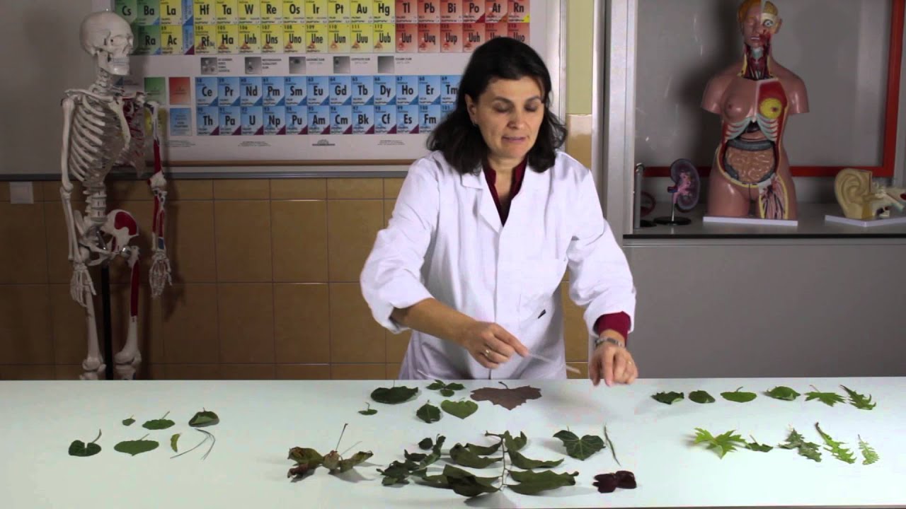 A levél alaktani vizsgálata