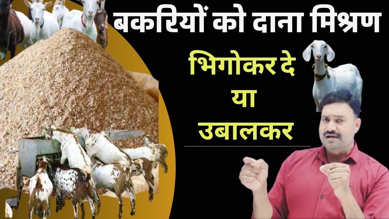 उबालकर♨️ या भिगोकर💦 बकरियों को दाना मिश्रण कैसे दे  bakriyo ko Dana mishran kaise de