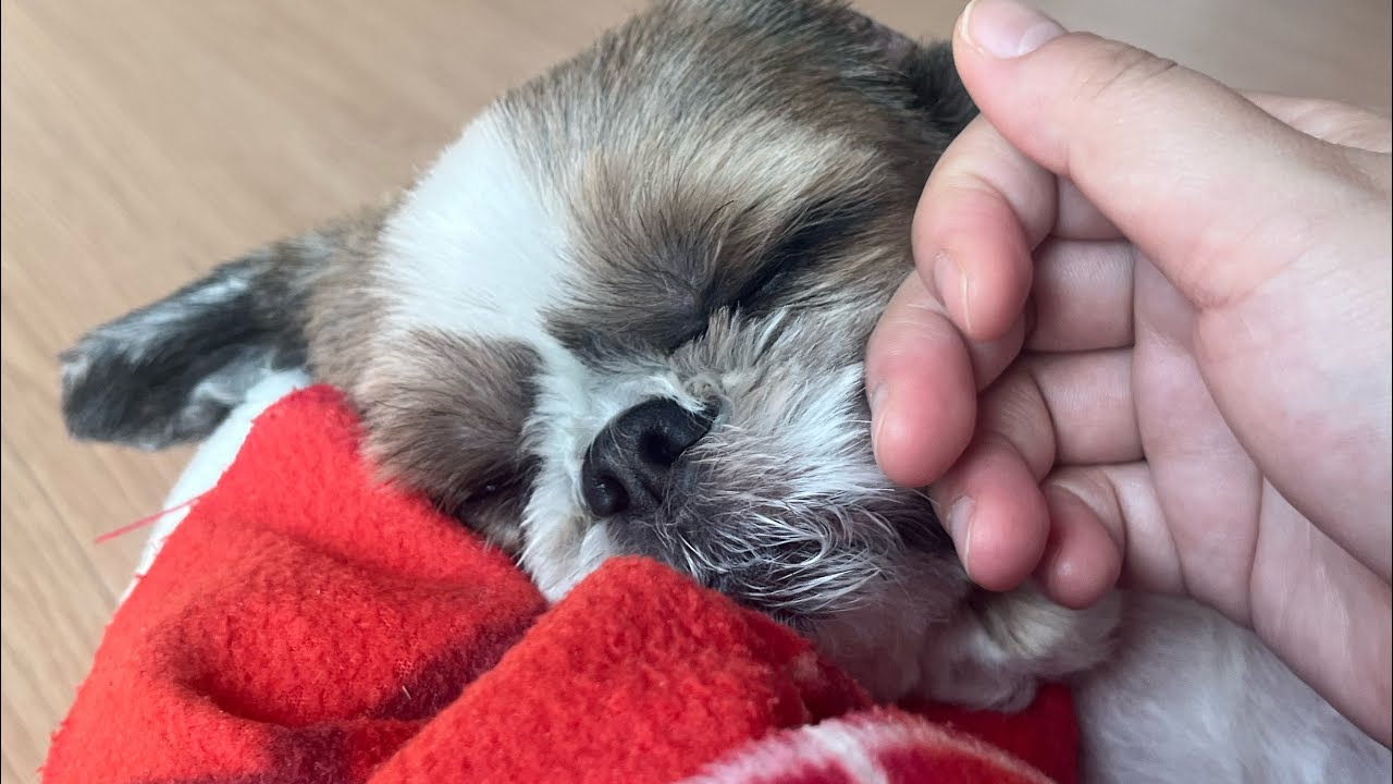 연휴에 해피가 한 일