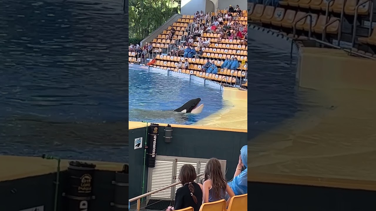 Unglaubliche Wal Show 🐳 #animals #wasser #show #loroparque