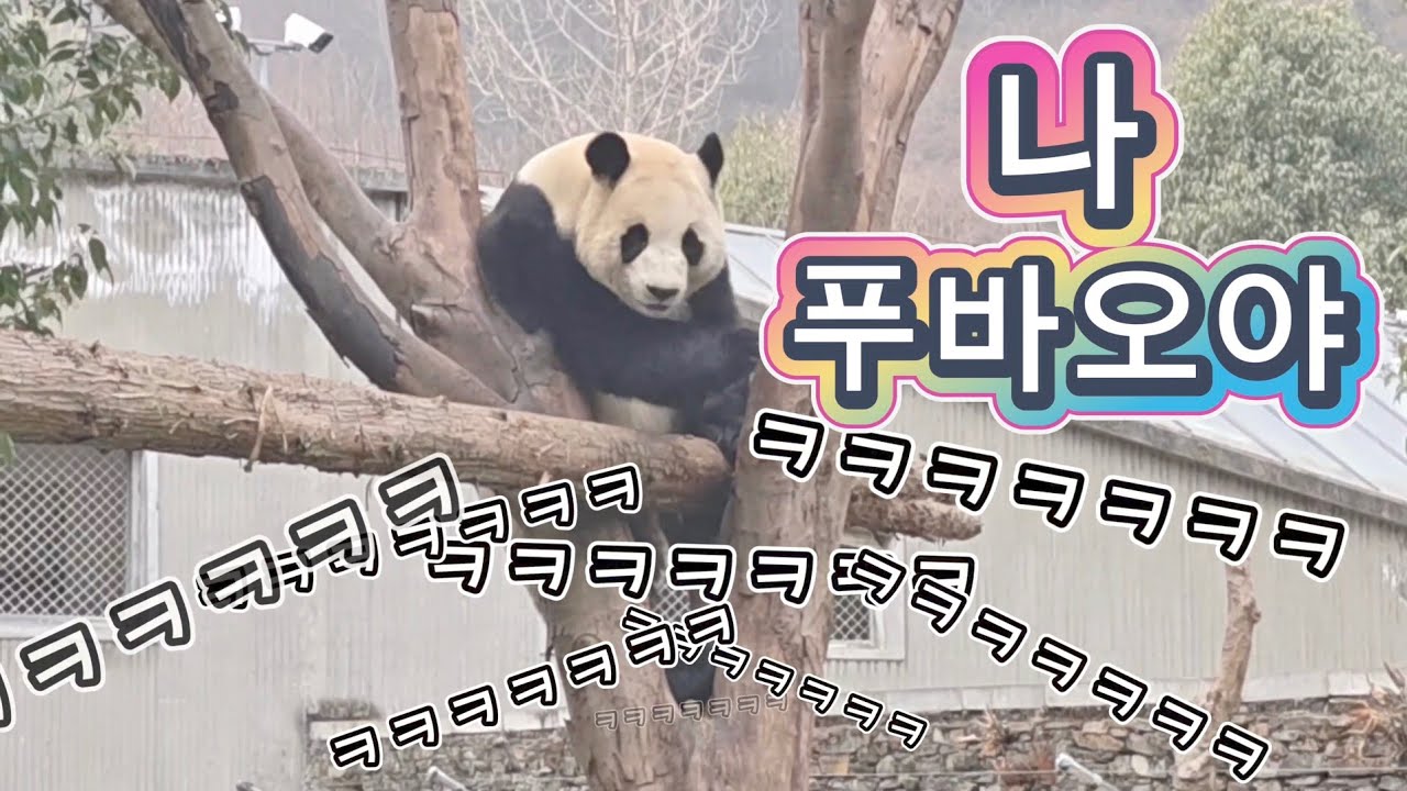 2/3 푸바오실시간 마감전 이런경우도 있네요 돌맹이들 애타우려고 안올라간거야?? ㅋㅋㅋㅋ 