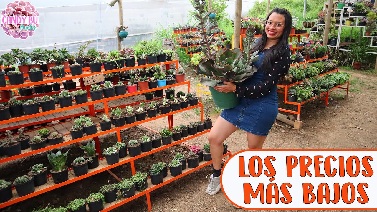 El vivero de CACTUS Y SUCULENTAS con los precios más bajos │Candy Bu