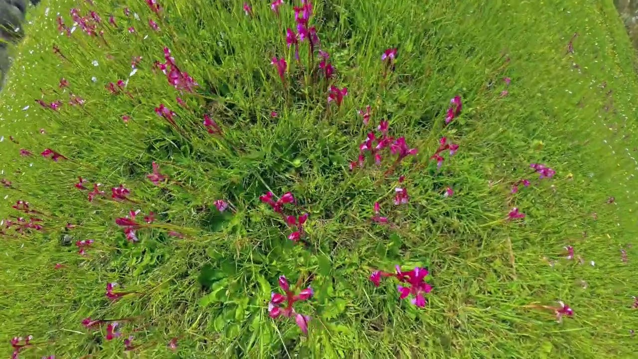 Orchidea Farfalla nel Parco Nascosa